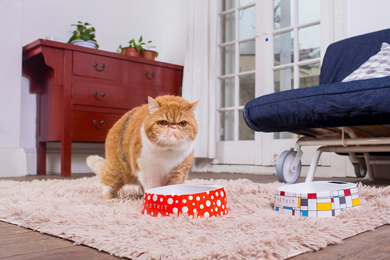 Smart Feeding Bowl for Dogs