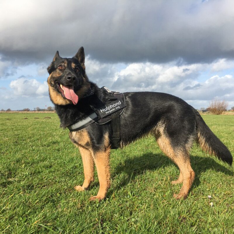 Personalized Dog Harness Labels Pair